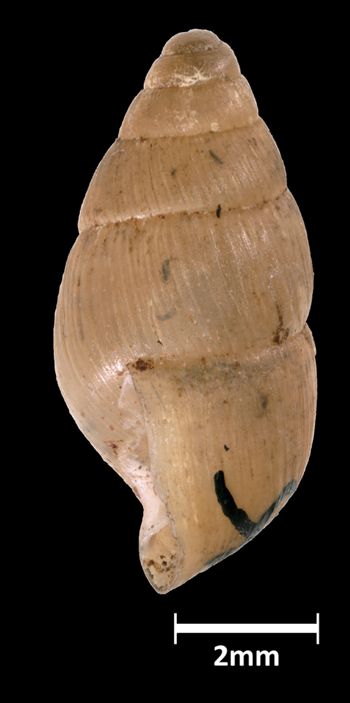 Media type: image;   Malacology 39814 Aspect: lateral